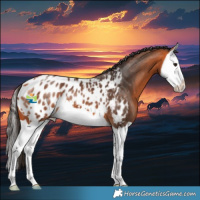 Horse Color:Bay Splash Appaloosa