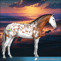 Horse Color:Bay Splash Appaloosa