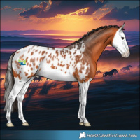 Horse Color:Bay Splash Appaloosa