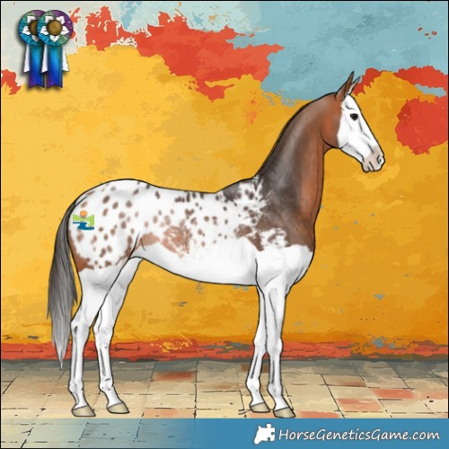 Horse Color:Bay Splash Blanket Rabicano 