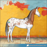 Horse Color:Bay Splash Appaloosa Rabicano