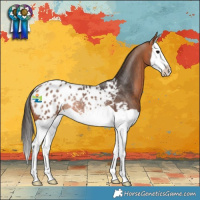 Horse Color:Bay Splash Blanket Rabicano 