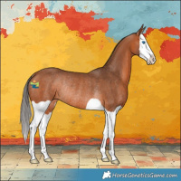 Horse Color:Bay Splash Rabicano 
