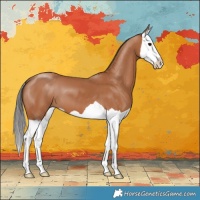 Horse Color:Bay Splash 