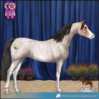 Horse Color:Bay Roan Sabino Rabicano 