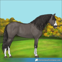 Horse Color:Smoky Grullo