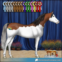 Horse Color:Bay Splash 