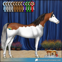 Horse Color:Bay Splash 