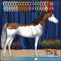 Horse Color:Bay Splash