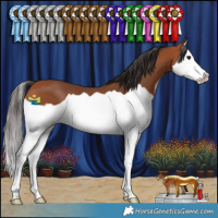 Horse Color:Bay Splash 