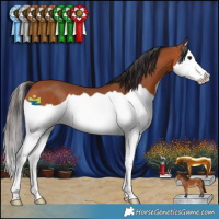 Horse Color:Bay Splash 