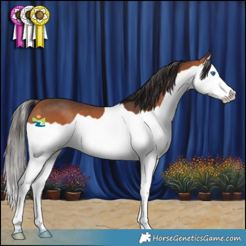 Horse Color:Bay Splash 
