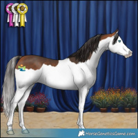 Horse Color:Bay Splash