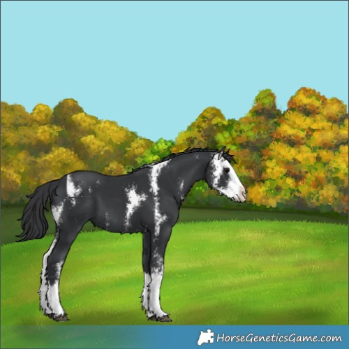 Horse Color:Black Sabino Splash 
