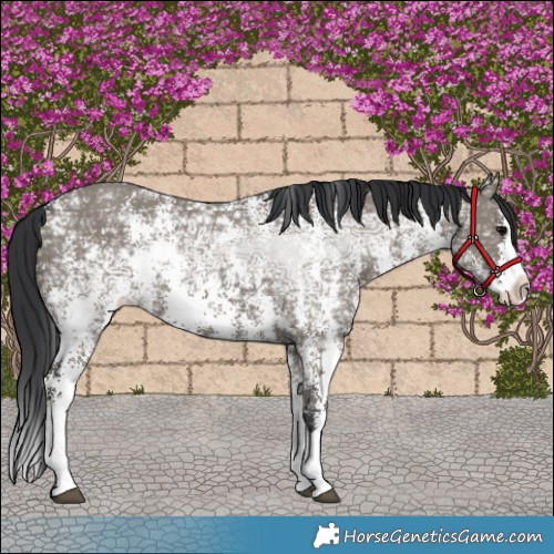 Horse Color:Grullo Ice Sabino Splash 