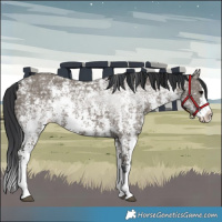 Horse Color:Grullo Ice Sabino Splash 