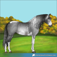 Horse Color:Gray Brown Sabino Tobiano Frame 