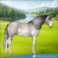 Horse Color:Gray Bay Roan Sabino Splash