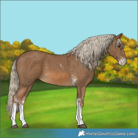 Horse Color:Chocolate Palomino Sabino Tobiano