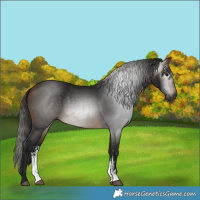 Horse Color:Gray Buckskin Sabino