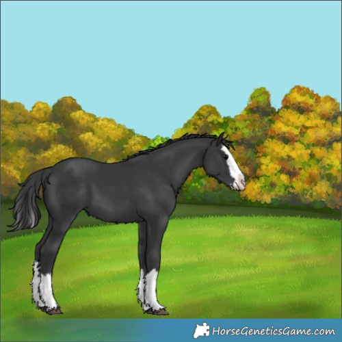 Horse Color:Black Splash 