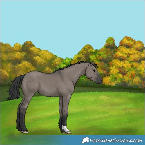 Horse Color:Grullo 
