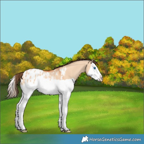Horse Color:Bay Dun Splash Blanket 