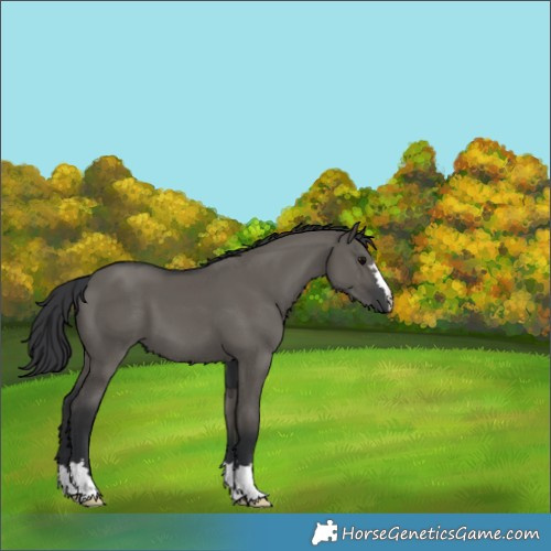 Horse Color:Grullo