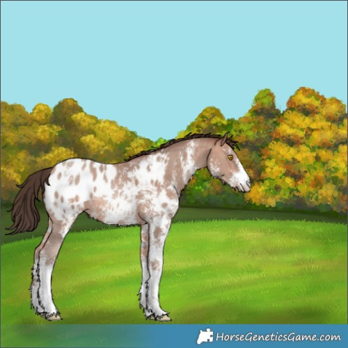 Horse Color:Sable Champagne Sabino Appaloosa 