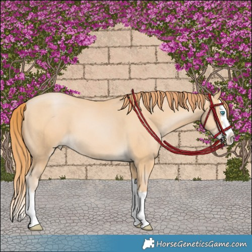 Horse Color:Buckskin Pearl Splash 