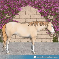 Horse Color:Buckskin Pearl Splash 