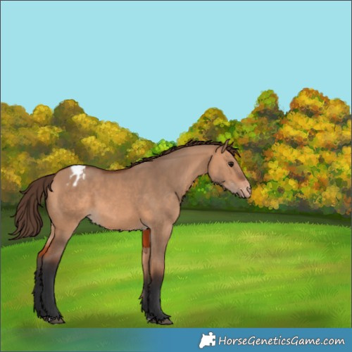Horse Color:Bay Dun Appaloosa 