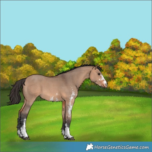 Horse Color:Bay Dun Sabino 