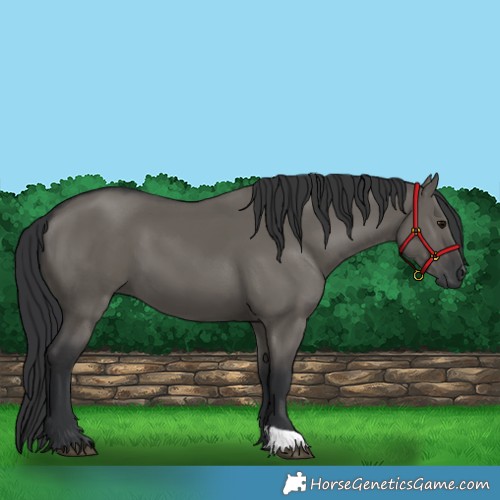 Horse Color:Grullo 