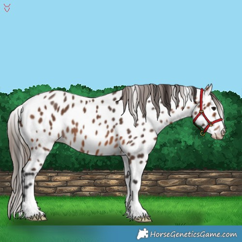 Horse Color:Bay Appaloosa 