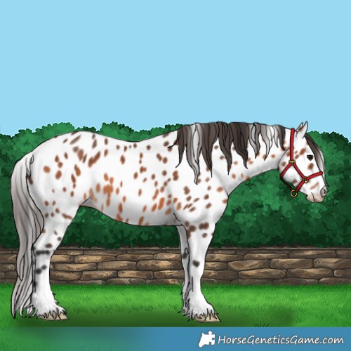 Horse Color:Bay Appaloosa 