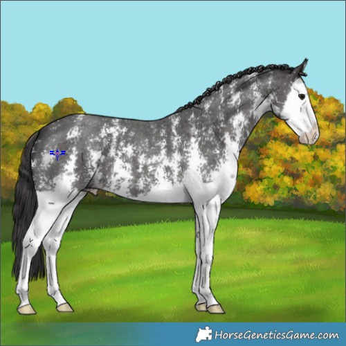 Horse Color:Smoky Black Sabino Splash 