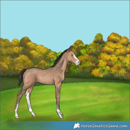 Horse Color:Amber Champagne Sabino 