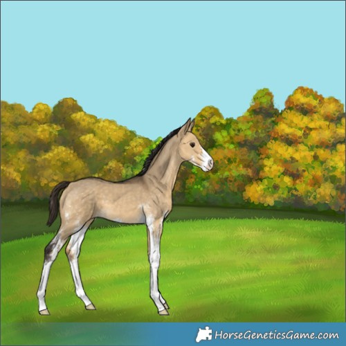 Horse Color:Buckskin Dun Sabino 