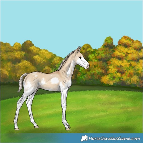 Horse Color:Chocolate Palomino Dun Sabino Splash Varnish 
