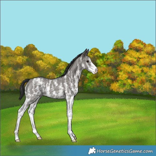 Horse Color:Grullo Sabino Varnish 