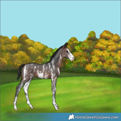 Horse Color:Brown Sabino Appaloosa 