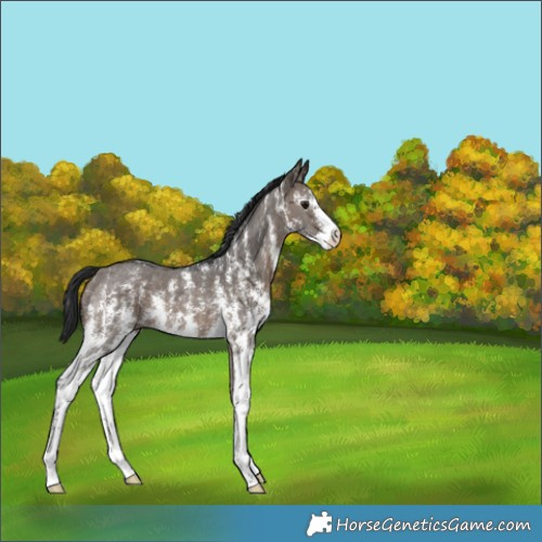 Horse Color:Brown Dun Sabino 