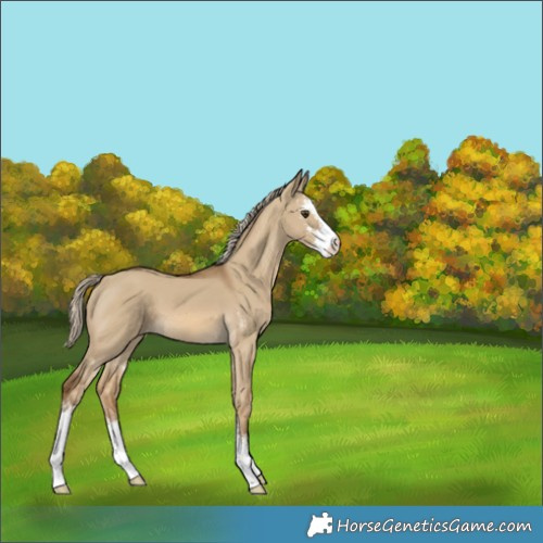Horse Color:Chocolate Palomino Dun Sabino 