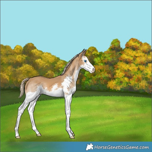 Horse Color:Chocolate Palomino Sabino Splash 