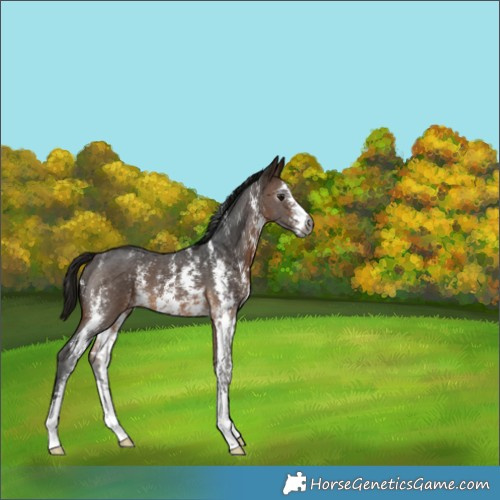 Horse Color:Gray Buckskin Sabino 
