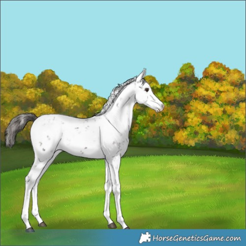 Horse Color:Liver Chestnut Sabino 