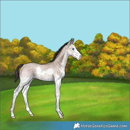 Horse Color:Sable Champagne Dun Sabino Splash 