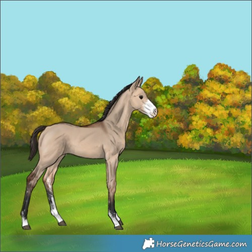 Horse Color:Bay Dun Sabino 