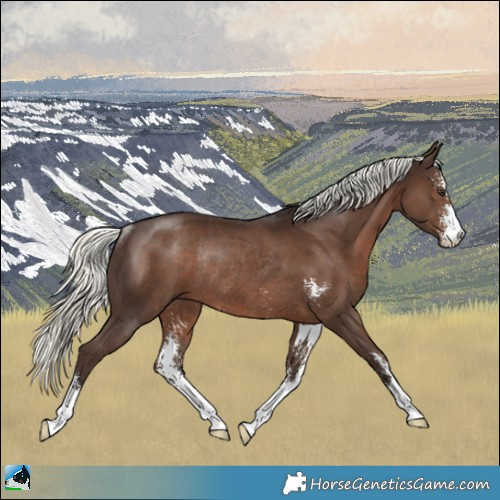 Horse Color:Liver Chestnut Mushroom Sabino Rabicano